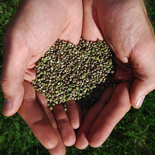 Hands together holding hemp seeds