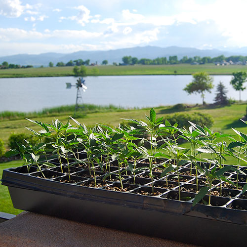 Small hemp plants in small seed planters